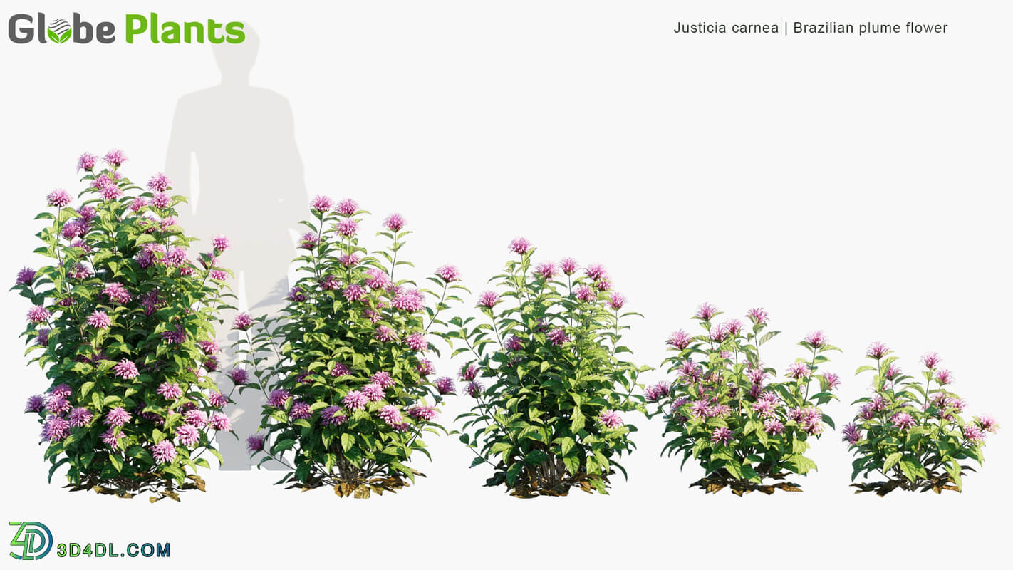 Globe Plants Vol 32 Justicia Carnea