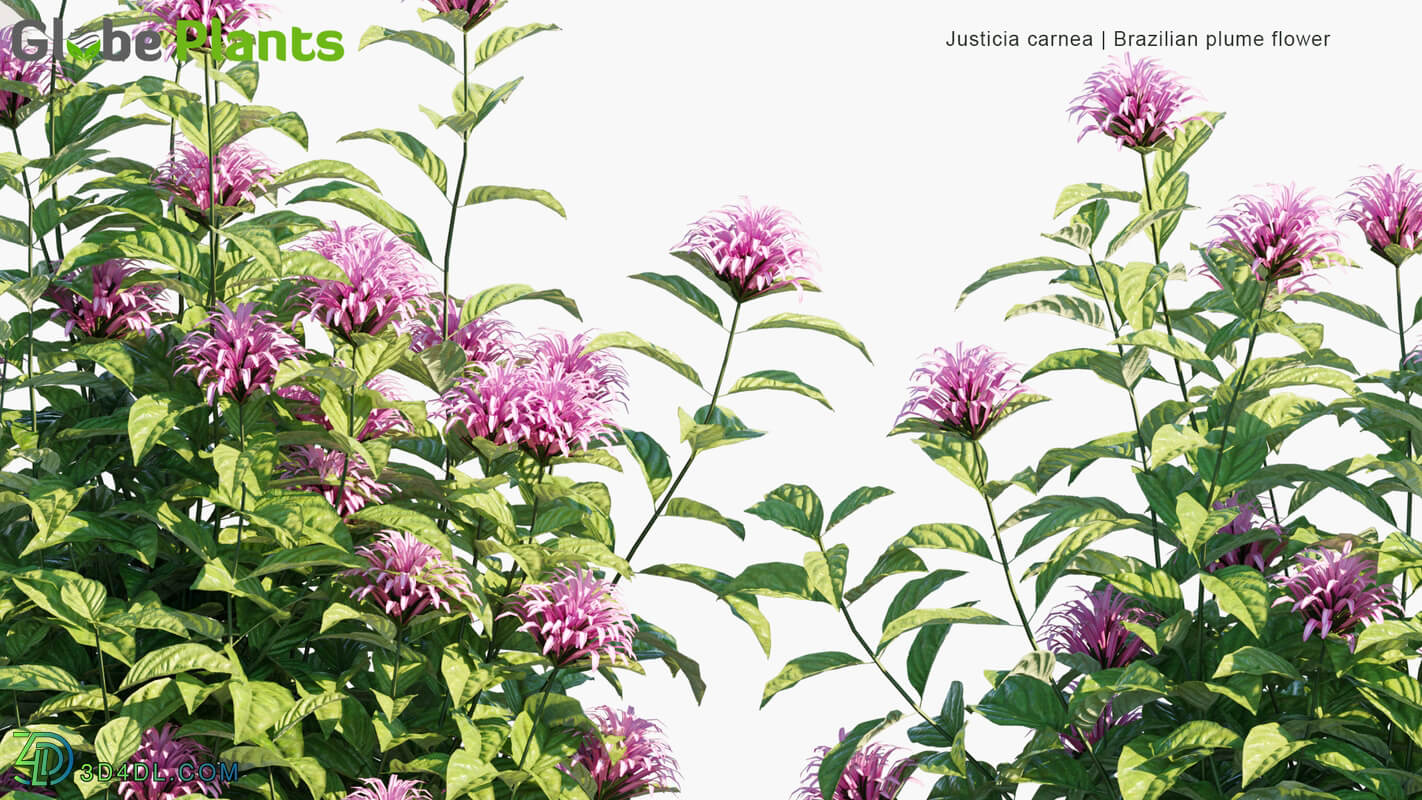 Globe Plants Vol 32 Justicia Carnea