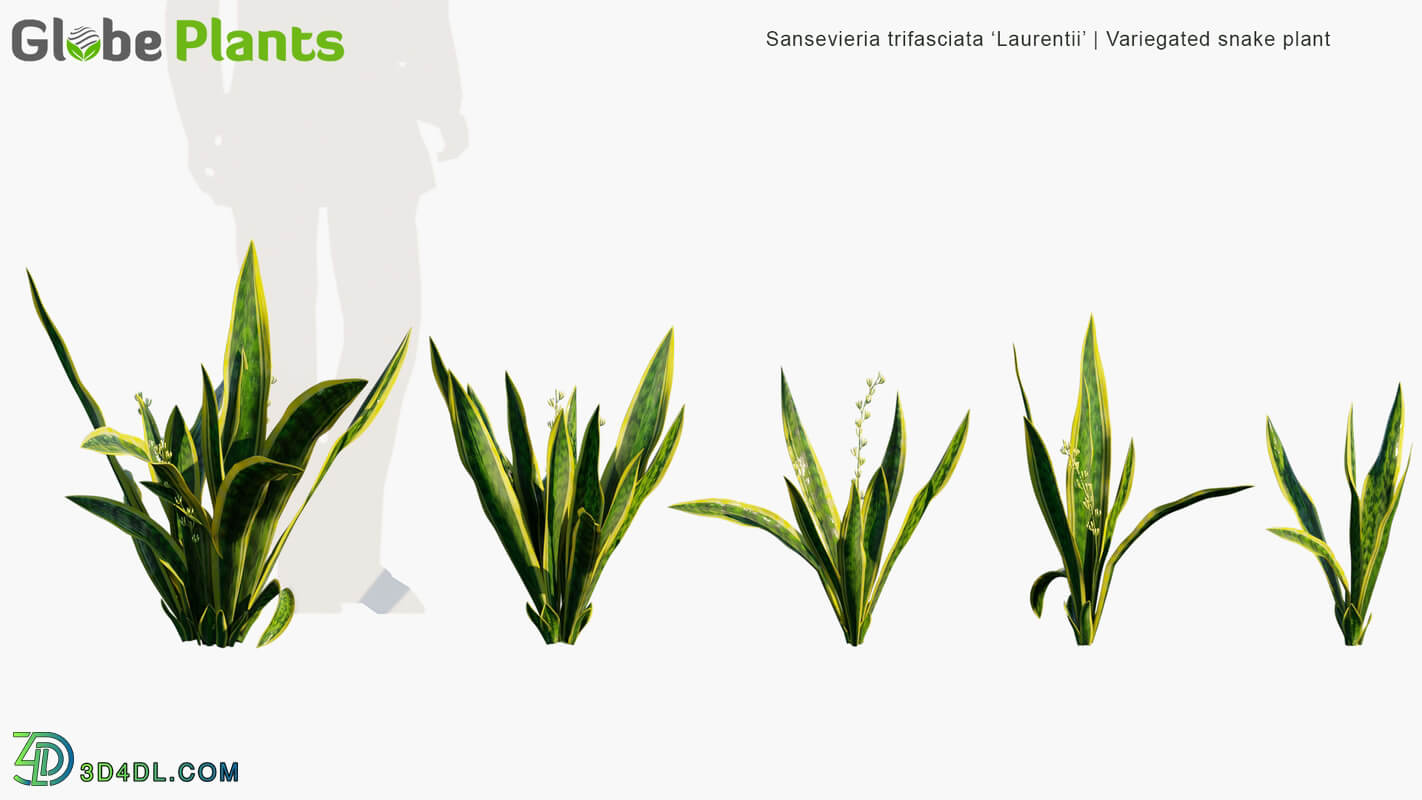 Globe Plants Vol 32 Sansevieria Trifasciata Laurentii