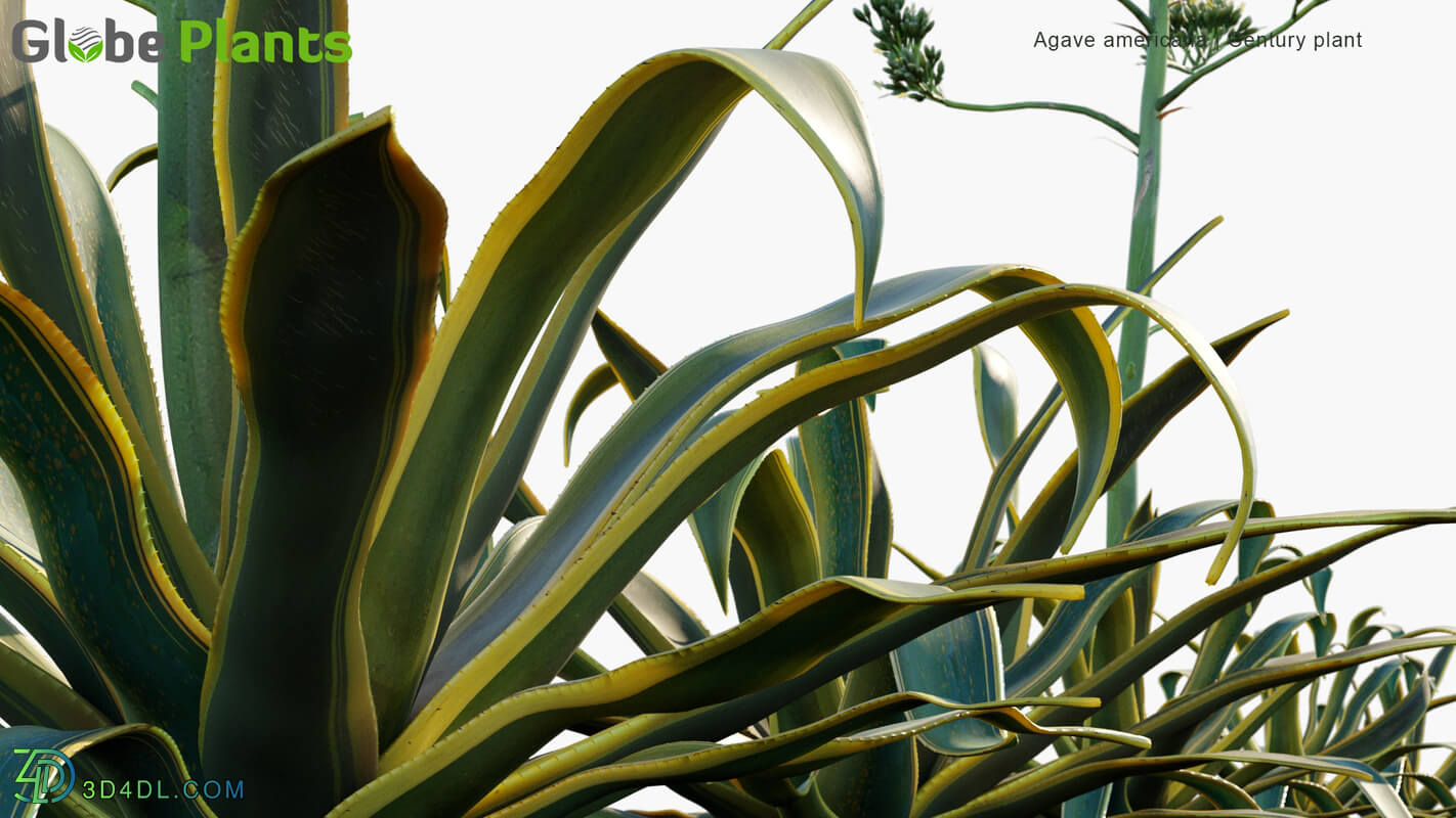 Globe Plants Vol 34 Agave Americana