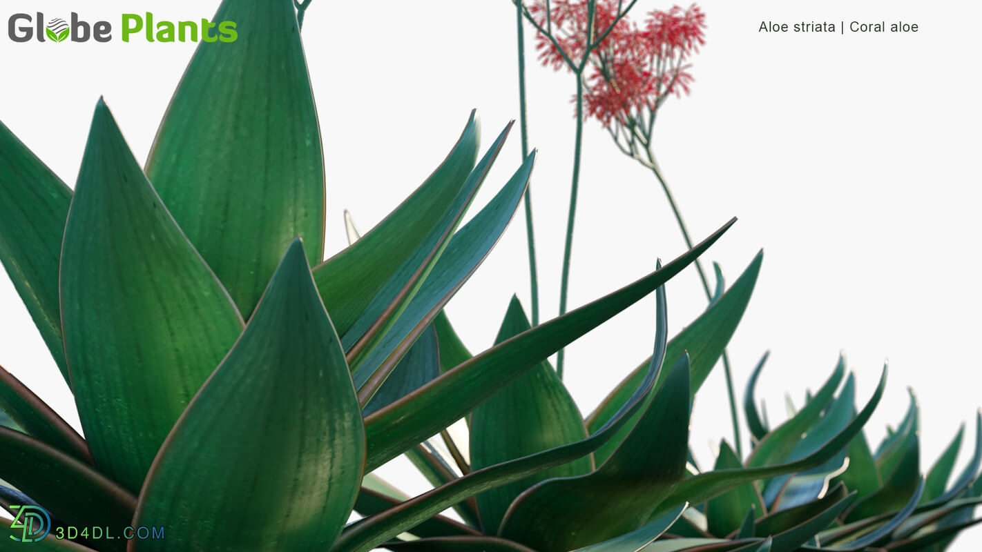 Globe Plants Vol 34 Aloe Striata