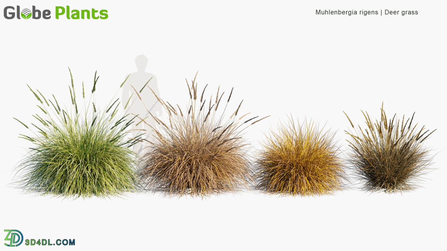 Globe Plants Vol 34 Muhlenbergia Rigens