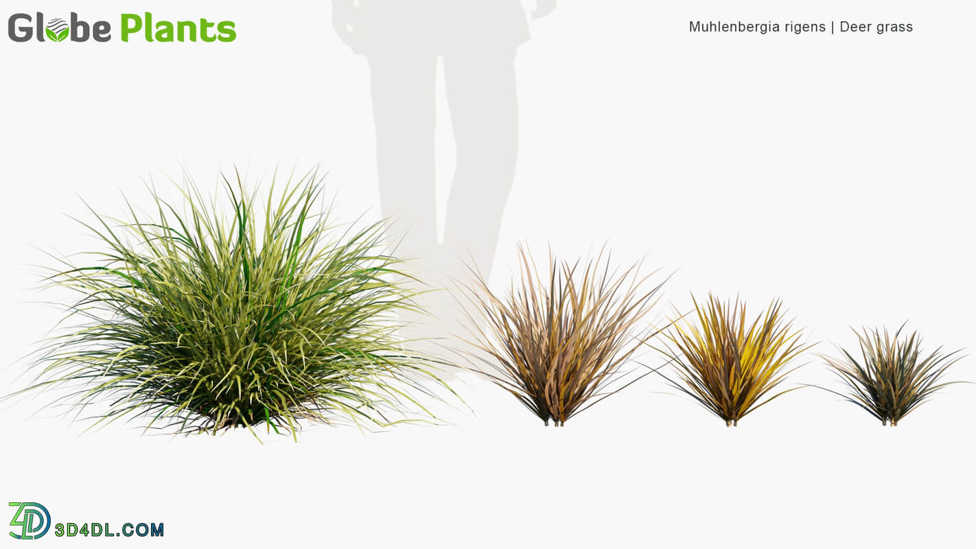 Globe Plants Vol 34 Muhlenbergia Rigens