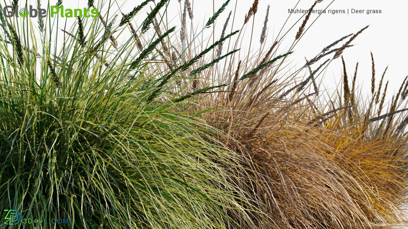 Globe Plants Vol 34 Muhlenbergia Rigens