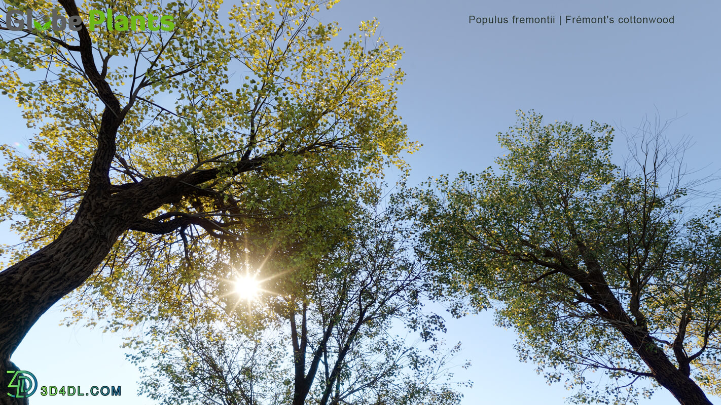 Globe Plants Vol 34 Populus Fremontii