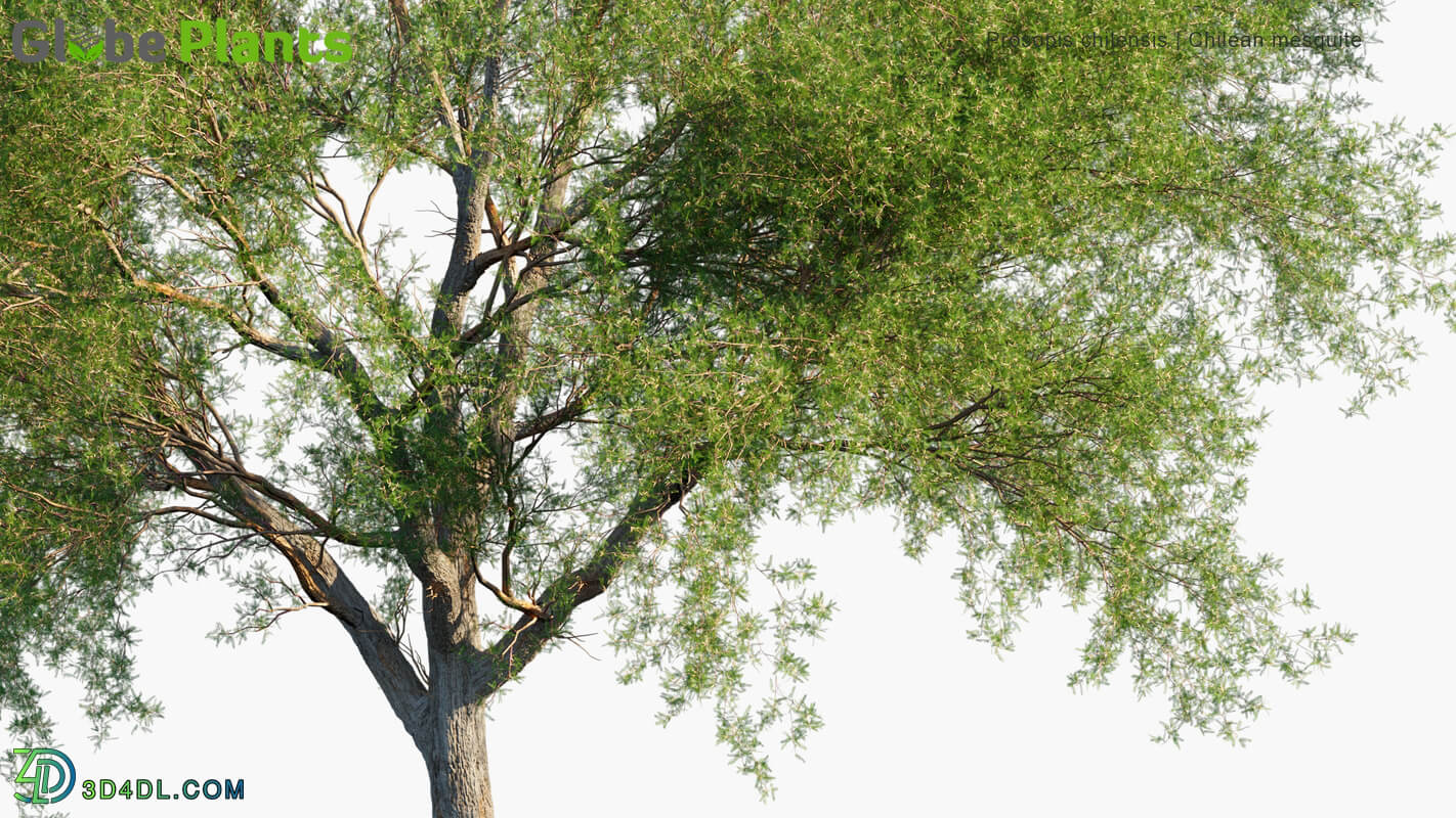 Globe Plants Vol 34 Prosopis Chilensis