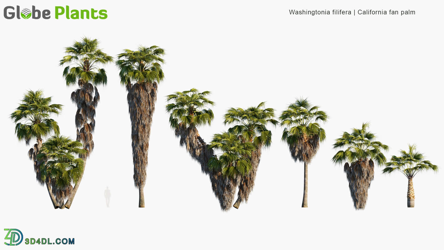 Globe Plants Vol 34 Washingtonia Filifera