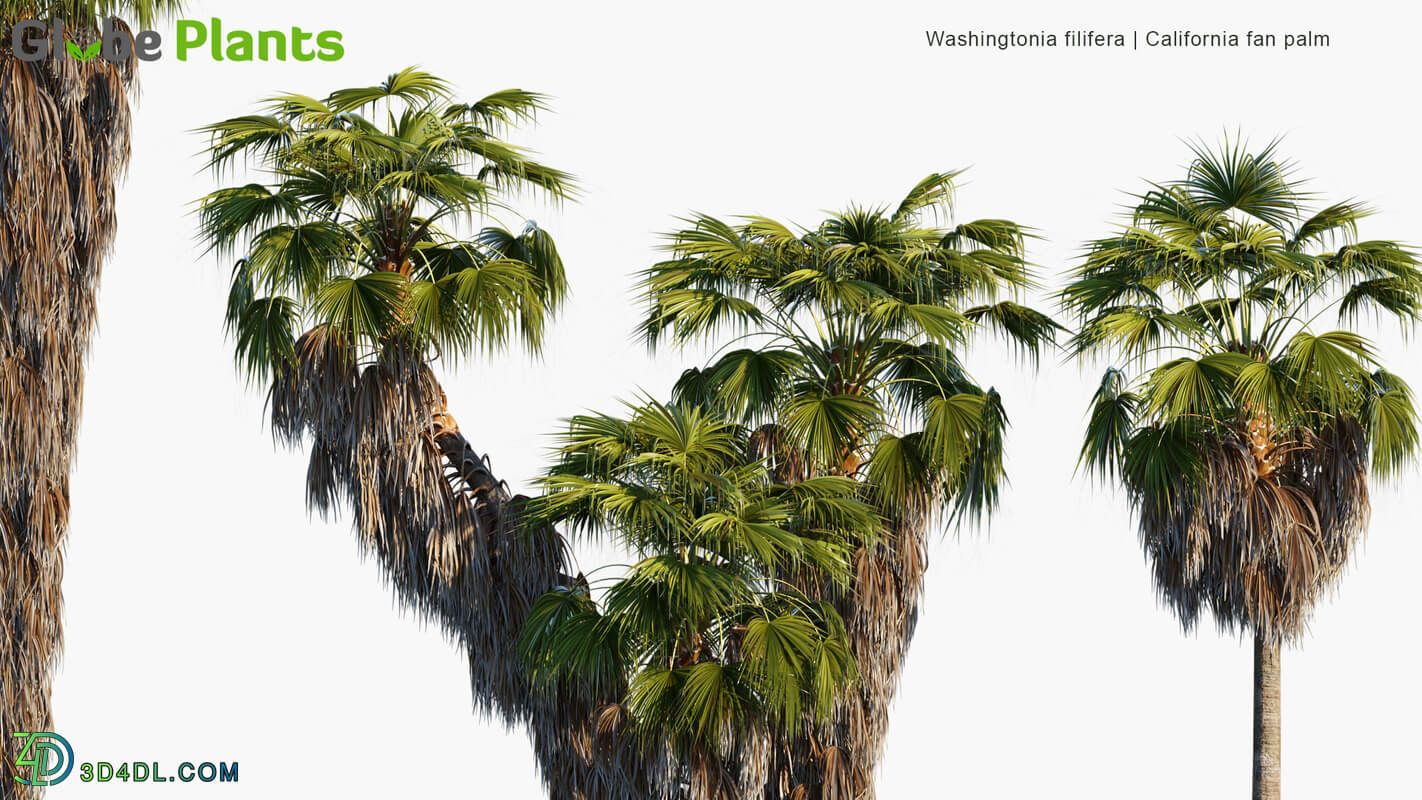 Globe Plants Vol 34 Washingtonia Filifera