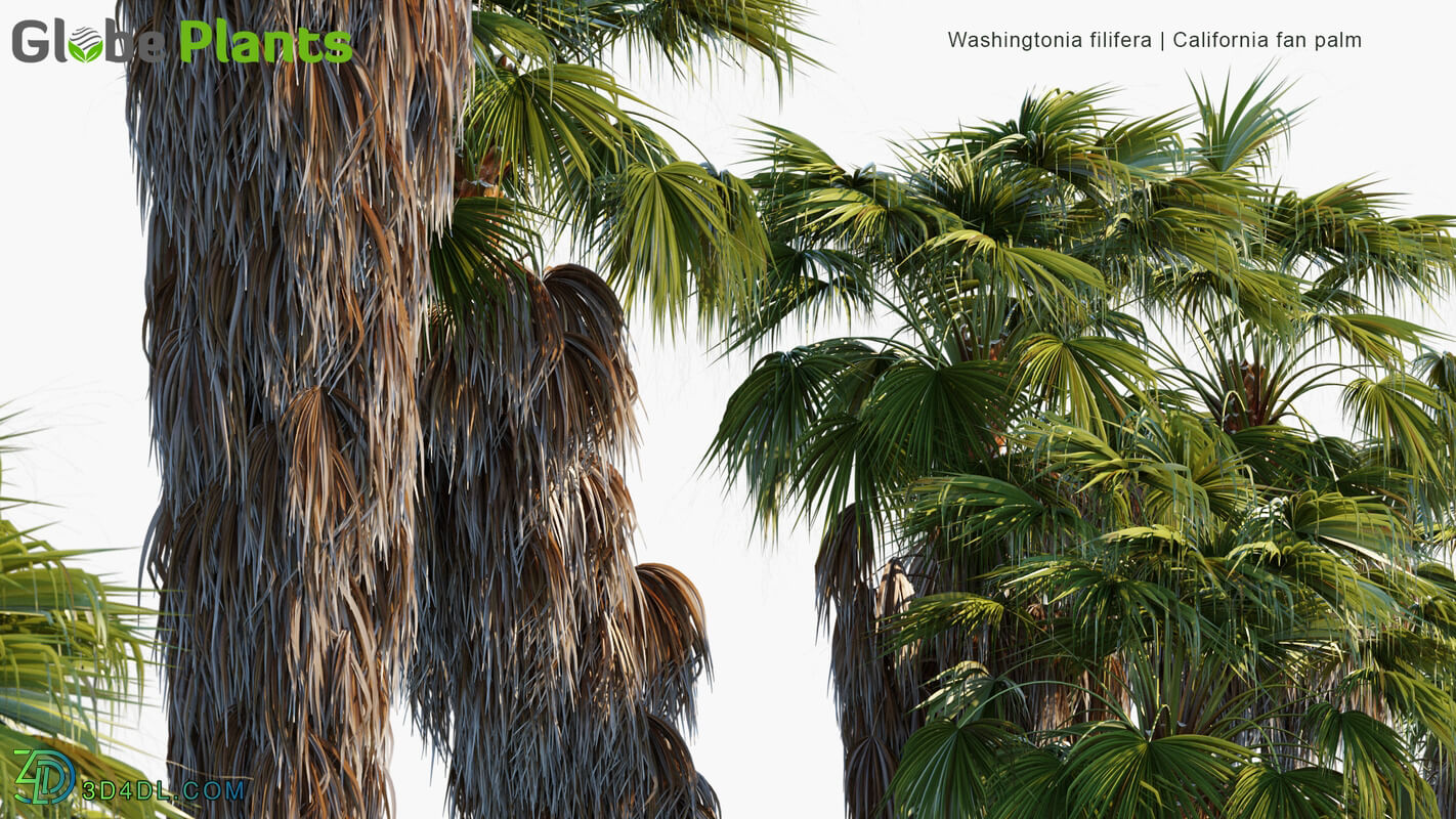 Globe Plants Vol 34 Washingtonia Filifera