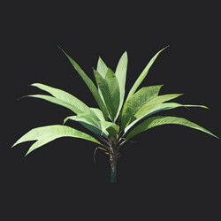 Maxtree-Plants Vol18 Asterogyne 01 02 