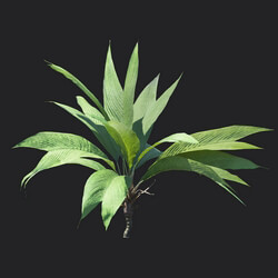 Maxtree-Plants Vol18 Asterogyne 01 03 