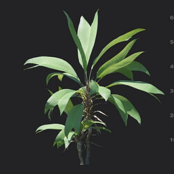 Maxtree-Plants Vol18 Asterogyne 01 05 