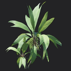Maxtree-Plants Vol18 Asterogyne 01 06 