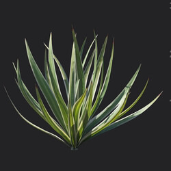 Maxtree-Plants Vol18 Bright edge yucca 01 01 