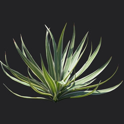 Maxtree-Plants Vol18 Bright edge yucca 01 02 