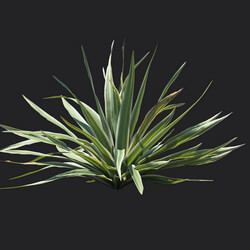 Maxtree-Plants Vol18 Bright edge yucca 01 03 
