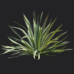 Maxtree-Plants Vol18 Bright edge yucca 01 04 