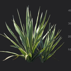 Maxtree-Plants Vol18 Bright edge yucca 01 05 
