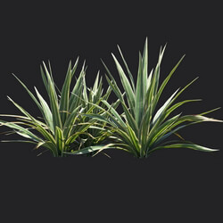 Maxtree-Plants Vol18 Bright edge yucca 01 06 
