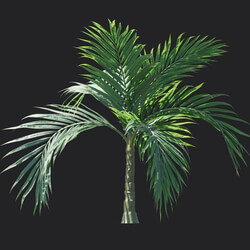 Maxtree-Plants Vol18 Burretiokentia hapala 01 01 