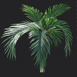 Maxtree-Plants Vol18 Burretiokentia hapala 01 02 