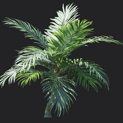 Maxtree-Plants Vol18 Burretiokentia hapala 01 05 