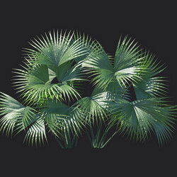 Maxtree-Plants Vol18 Carludovica palmata 01 03 