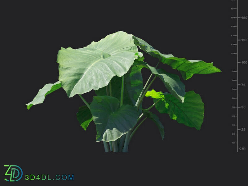 Maxtree-Plants Vol18 Colocasia gigantea 01 04