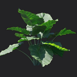 Maxtree-Plants Vol18 Colocasia gigantea 01 06 