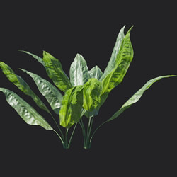 Maxtree-Plants Vol18 Cyclanthus bipartitus 01 01 