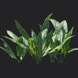 Maxtree-Plants Vol18 Cyclanthus bipartitus 01 02 