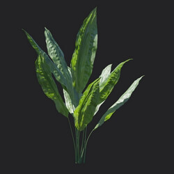 Maxtree-Plants Vol18 Cyclanthus bipartitus 01 03 
