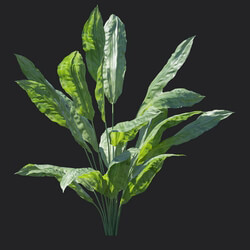 Maxtree-Plants Vol18 Cyclanthus bipartitus 01 04 