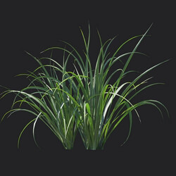 Maxtree-Plants Vol18 Cymbopogon citratus 01 03 