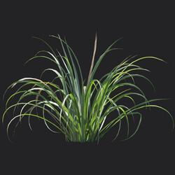 Maxtree-Plants Vol18 Cymbopogon citratus 01 04 
