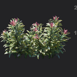 Maxtree-Plants Vol18 Euphorbia ascot rainbow 01 02 