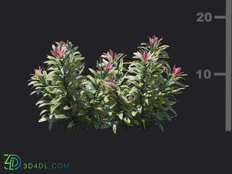 Maxtree-Plants Vol18 Euphorbia ascot rainbow 01 02