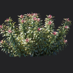 Maxtree-Plants Vol18 Euphorbia ascot rainbow 01 04 