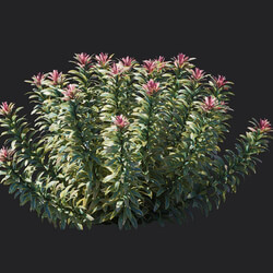 Maxtree-Plants Vol18 Euphorbia ascot rainbow 01 05 