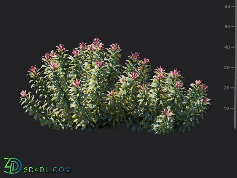 Maxtree-Plants Vol18 Euphorbia ascot rainbow 01 06