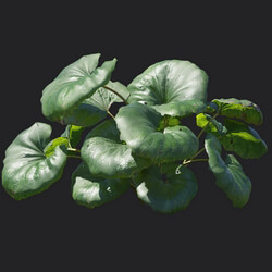 Maxtree-Plants Vol18 Farfugium japonicum 01 03 