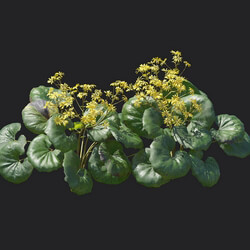 Maxtree-Plants Vol18 Farfugium japonicum 01 06 