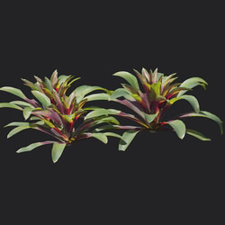 Maxtree-Plants Vol18 Guzmania sanguinea 01 01 