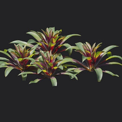 Maxtree-Plants Vol18 Guzmania sanguinea 01 02 