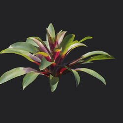 Maxtree-Plants Vol18 Guzmania sanguinea 01 03 