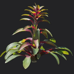 Maxtree-Plants Vol18 Guzmania sanguinea 01 04 