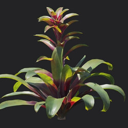 Maxtree-Plants Vol18 Guzmania sanguinea 01 05 