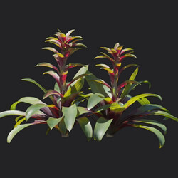 Maxtree-Plants Vol18 Guzmania sanguinea 01 06 