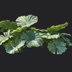 Maxtree-Plants Vol18 Licuala ramsayi 01 03 