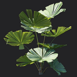 Maxtree-Plants Vol18 Licuala ramsayi 01 05 